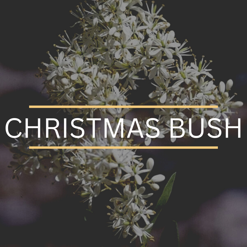 Christmas Bush