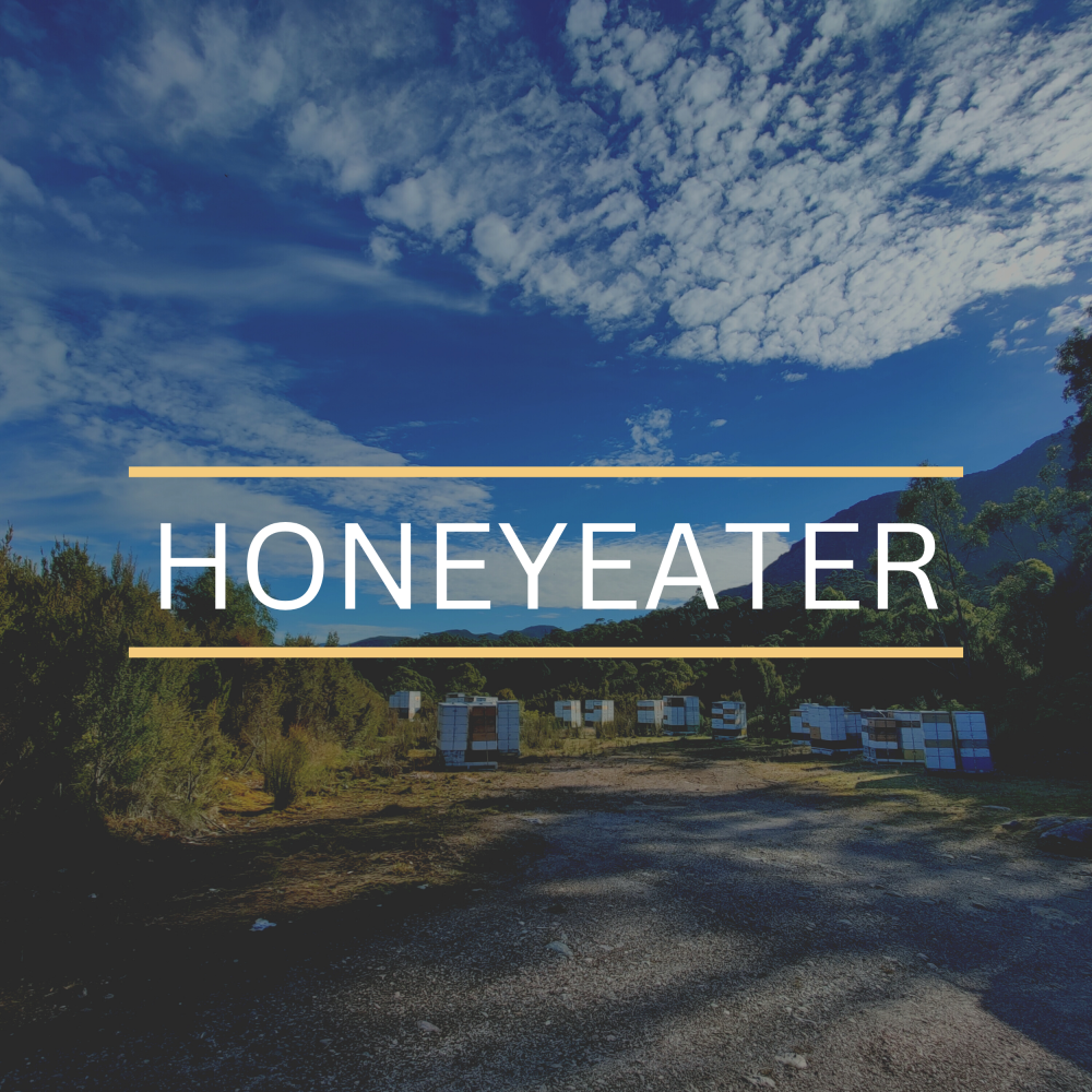 Honeyeater