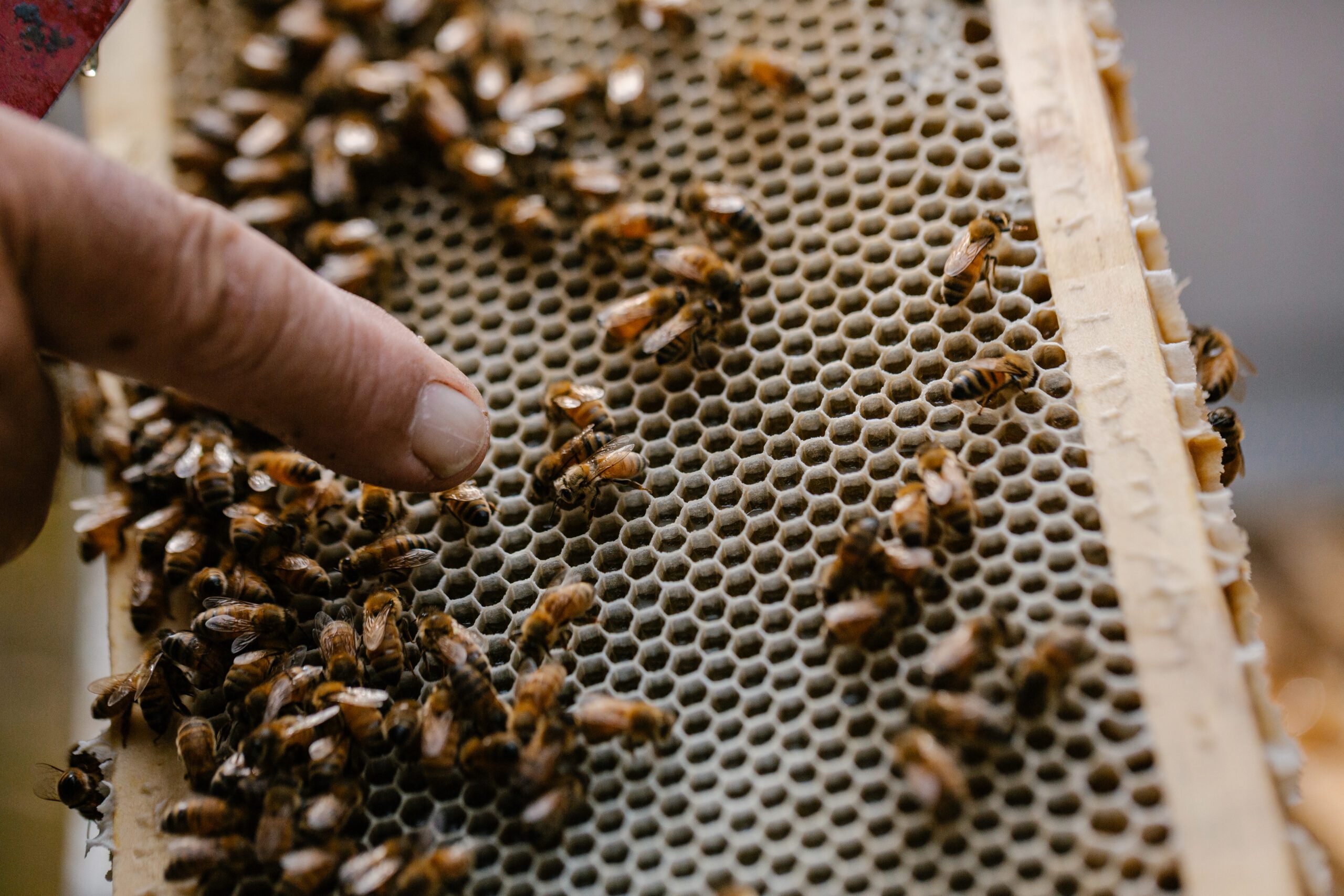 Bees Wax - Yellow Bees Wax Cappings